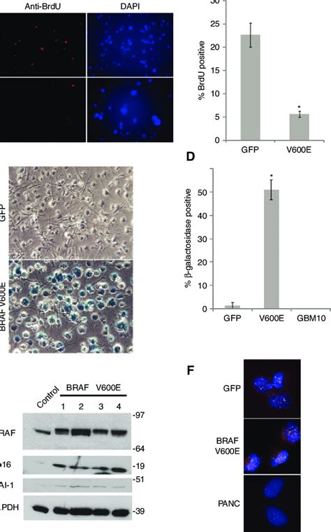 BRAF V600E Expressing Cells Upregulate Senescence Markers And Show