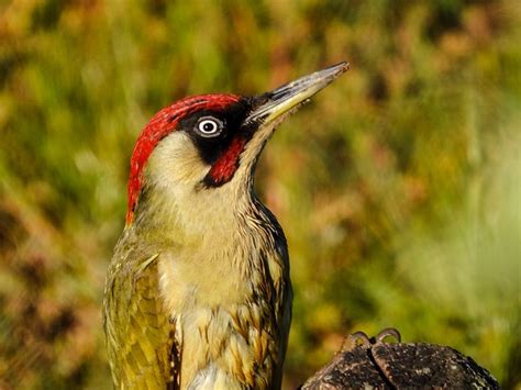 Green Woodpecker Bird Free Photo On Pixabay Pixabay