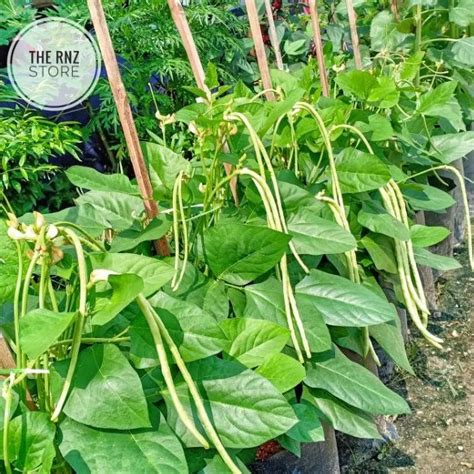 Biji Benih Kacang Panjang Renek Dwarf Long Bean 50seeds Lazada