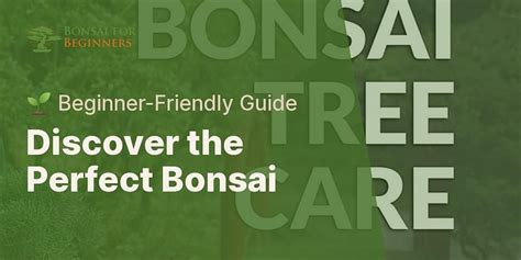 What is the best bonsai tree for beginners?