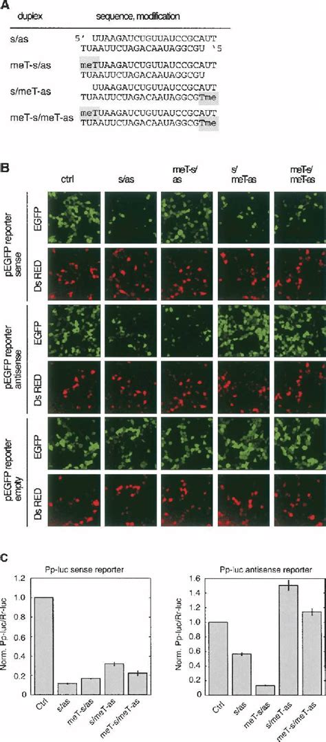 Sirna 59 O Methylation Inhibits Risc Loading And Risc Activity A