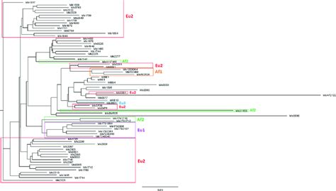 Maximum Likelihood Tree Gtr Of M Bovis Based On A Pan Genome Matrix Download Scientific