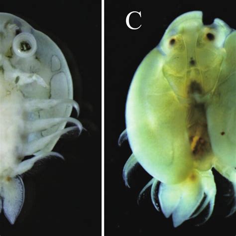 Argulus Coregoni From The Body Surface Of A Whitespotted Charr