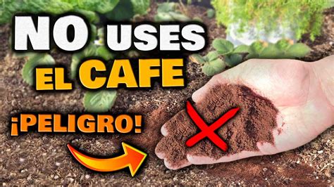 No Uses El Cafe Como Abono Casero En Tus Plantas Es Peligroso