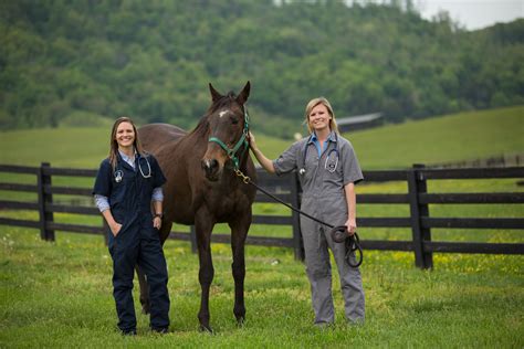 Equine Veterinary University Courses at Doris Whitfield blog