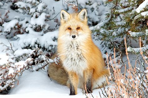 Red Fox In Snow - Brandon T. Brown