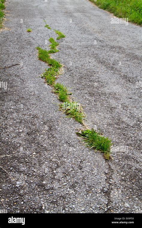 Road Damage Grass Growing In Cracked Asphalt Stock Photo Alamy