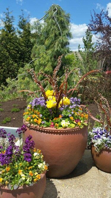 Beautiful Spring Container Planters At State College Arboretum