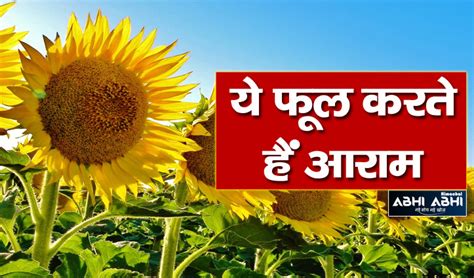 Essay On Sunflower Flower In Hindi Best Flower Site