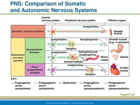 The Nervous System Ppt Download