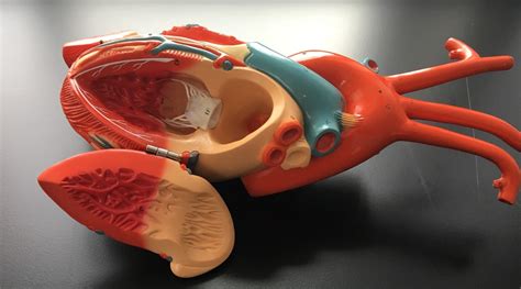 Internal View Of Heart Left Side Diagram Quizlet