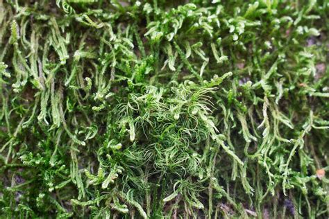 Moss Green Texture - Free photo on Pixabay - Pixabay