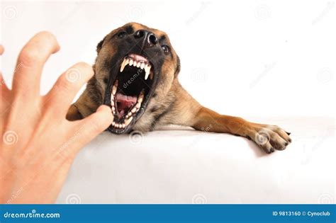 Bad Dog Stock Photo Image Of Hand Violence Barking 9813160