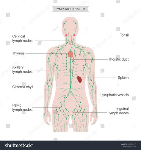 Lymphatic System Concept Lymph Nodes Ducts Stock Vector (Royalty Free) 1887582157 | Shutterstock