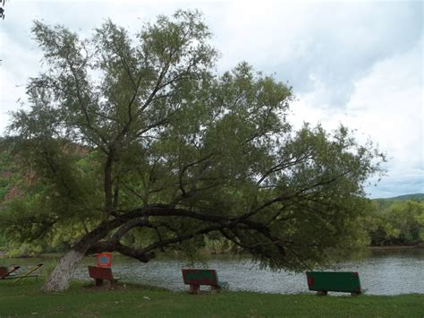 soyopa sonora soyopa sonora