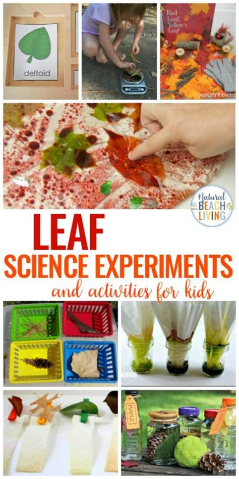 25+ Leaf Science Experiments Activities and Sensory Ideas - Natural Beach Living