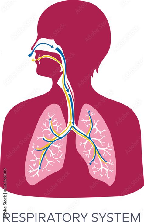 Stockvektorbilden Diagram Of Human Respiratory System Showing Air Flow