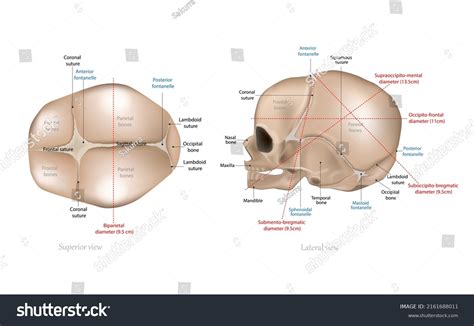 Fetal Skull Dimensions Superior View And Royalty Free Stock Vector 2161688011