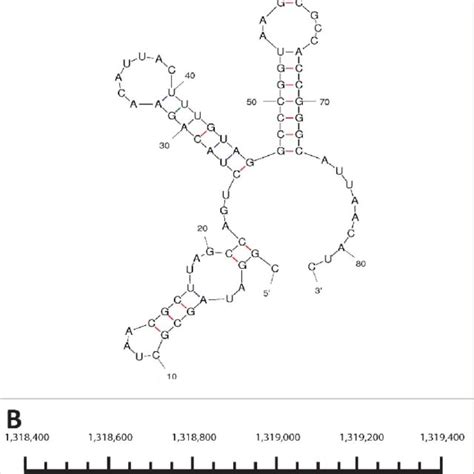 Srna1318601 A The Mfold Predicted Secondary Structure Of