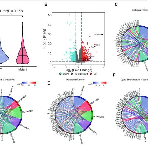 Differential Expression And Functional Enrichment Analysis Based On