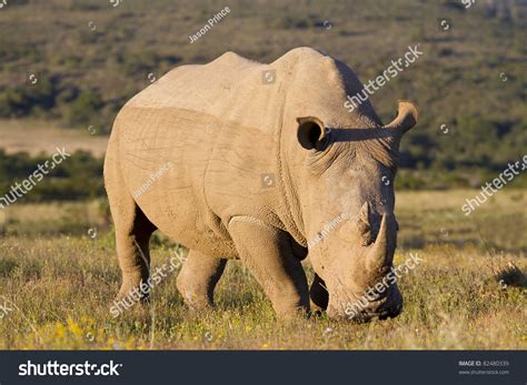 White Rhinoceros Feeding Stock Photo 82480339 : Shutterstock