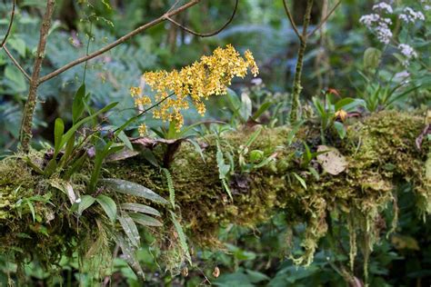 Oncidium ornithorhynchum | Oncidium, Orchids, Wild orchid