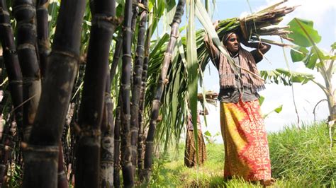 Payment Of Dues From Sugar Mills Growers Seek Tamil Nadu Government