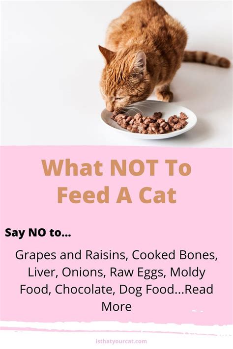 Do You Know What Not To Feed Your Cat Cat Food Best Cat Food Wet