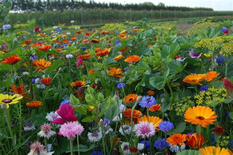 Wanneer Zaaien Wilde Bloemen Bloemen