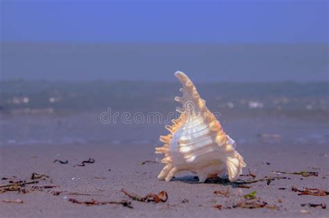 Beautiful View A Shankha Is A Conch Shell Of Ritual And Religious