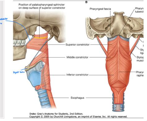 pharyngeal constrictors Flashcards | Quizlet