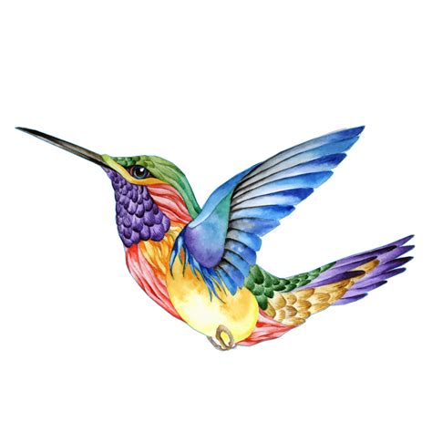 Pin De Beatriz Monreal En Colors Colibri Dibujo Significado Del