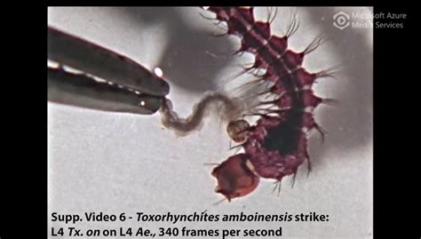 Toxorhynchites Amboinensis Lar Video Eurekalert Science News Releases