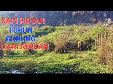 Tiba Tiba Muncul Sapi Liar Dilereng Gunung Youtube