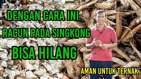 Cara Mengolah Singkong Menjadi Pakan Ternak Kambing Cocok Untuk