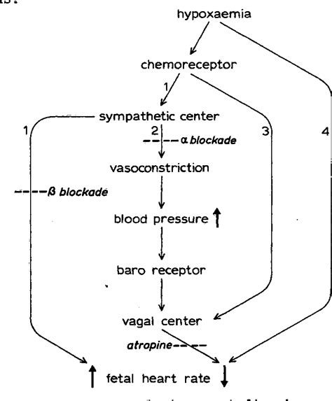 [PDF] Pathophysiology of variable and late decelerations | Semantic Scholar