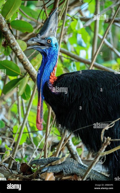 Worlds First Cassowary Trail By CASSOWARY TRAIL Pozible 49 OFF