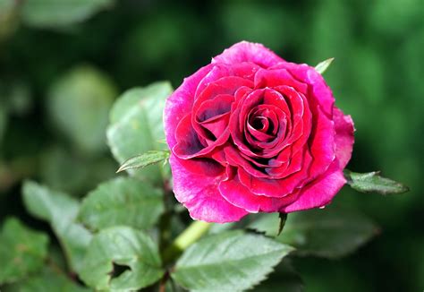 Rose Blume Pflanze Rote Kostenloses Foto Auf Pixabay Pixabay