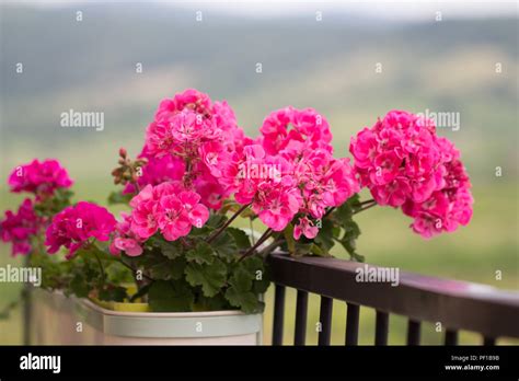 Balcony Pelargonium Hi Res Stock Photography And Images Alamy