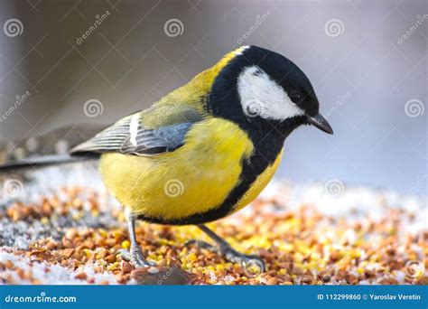 Cute Birds Tits In The Park Sitting On A Stump Stock Photo Image Of Orange Blue