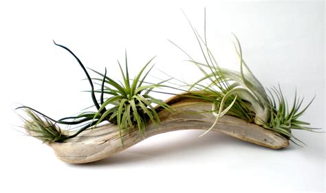 Air Plants On Driftwood Mounted Tillandsias On Tabletop Garden Air