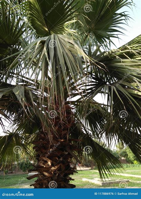 Saw Palmetto Serenoa Repens Plant Stock Photo Image Of Penical Palm