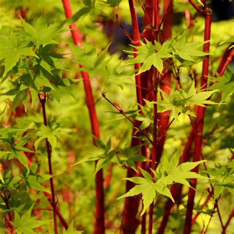 Coral Bark Japanese Maple Care Tips And Tricks For A Healthy Tree