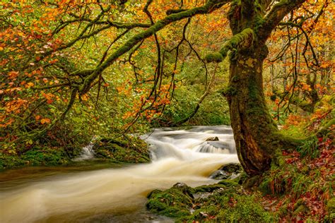 Los Bosques M S Bonitos Para Visitar En Oto O