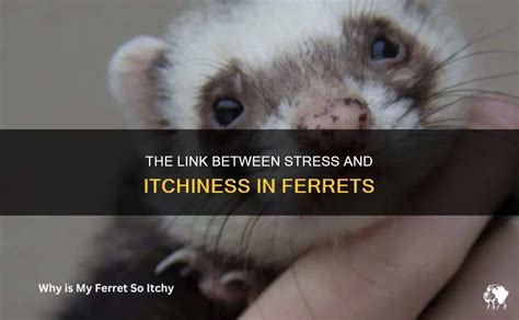 The Link Between Stress And Itchiness In Ferrets Petshun