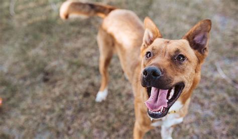 Dove Adottare Un Cane In Puglia La Guida