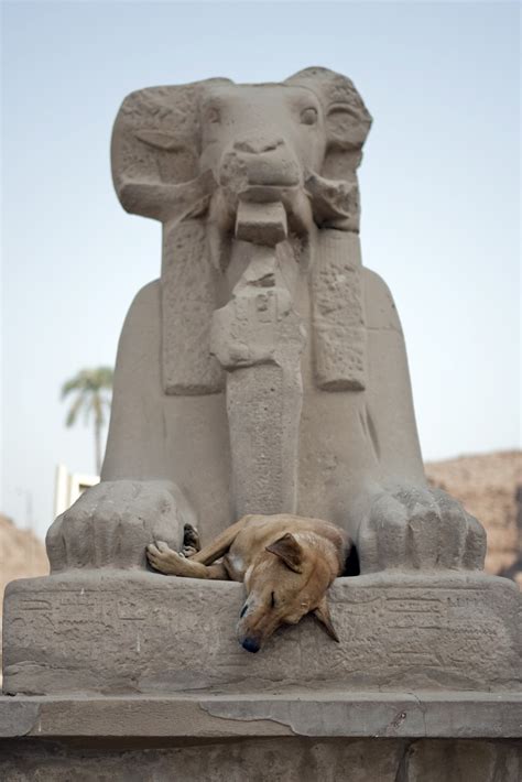 Fotos Gratis Arena Rock Madera Perro Monumento Estatua Dormido