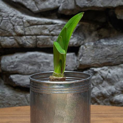 Rilona Amaryllis Kit Galvanized Tin American Meadows