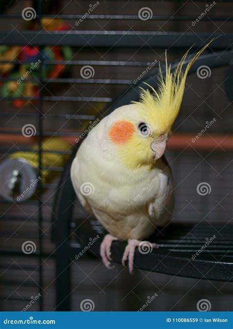 Cockatiel bird on a cage stock image. Image of camera - 110086559