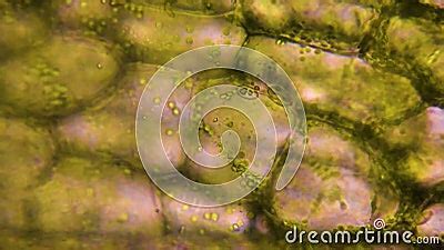 Leaf Cells Division Chloroplast Under A Microscope Green Cell